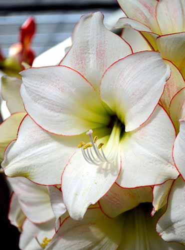 A close up shot of a Picotee amaryllis bloom. The bloom is white, edged with a trace of red and a yellow center.