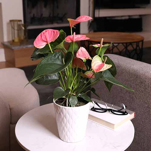 Une photo carrée d'une plante d'anthurium rose dans un pot blanc posée sur une table blanche avec un livre et une paire de lunettes de lecture à droite du pot.