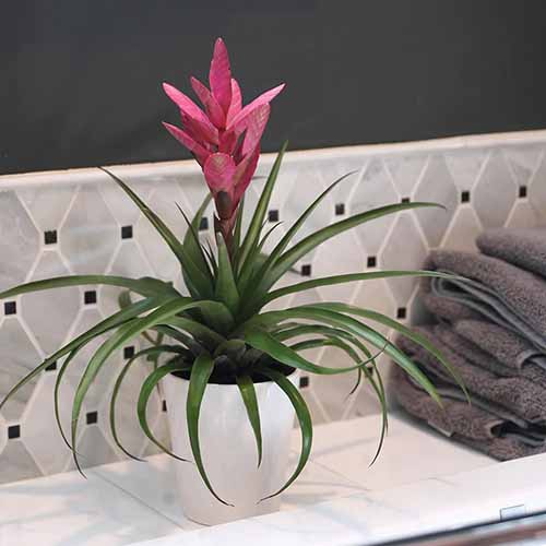 A square shot of a pink bromeliad plant in a white pot sitting on a bathroom shelf with a stack of gray towels to the right of the pot.