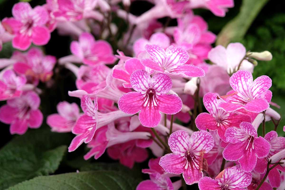 A horizontal close up shot of bright pink blooms on a Cape primrose plant.