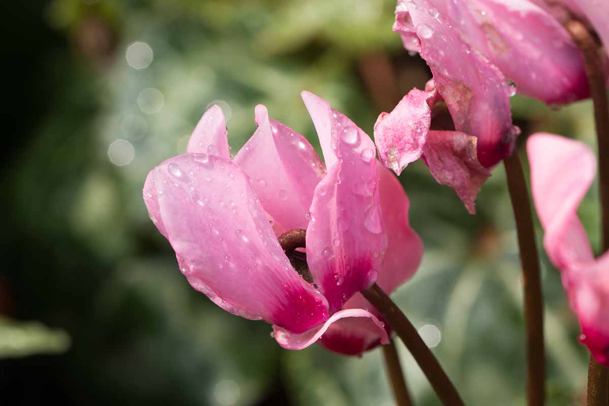 A horizontal close up shot of a pink cyclamen bloom pictured on a soft focus background.