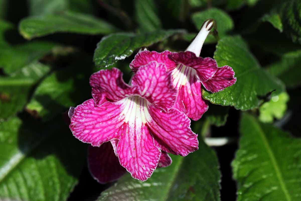 A horizontal shot of a Cape primrose (Streptocarpus) filling the entire frame. In the center are two bright pink blooms.