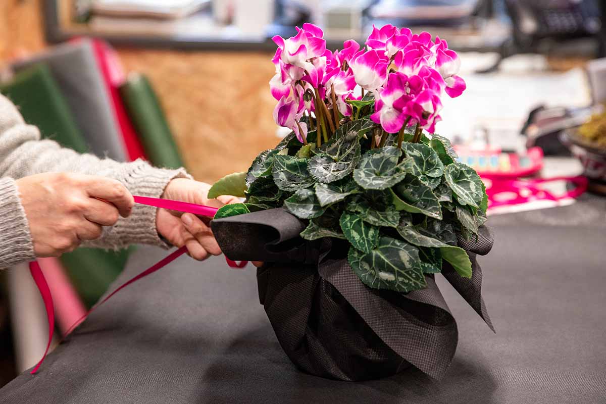 A horizontal image close up of a woman's hands wrapping a pot of white pink cyclamen plant.