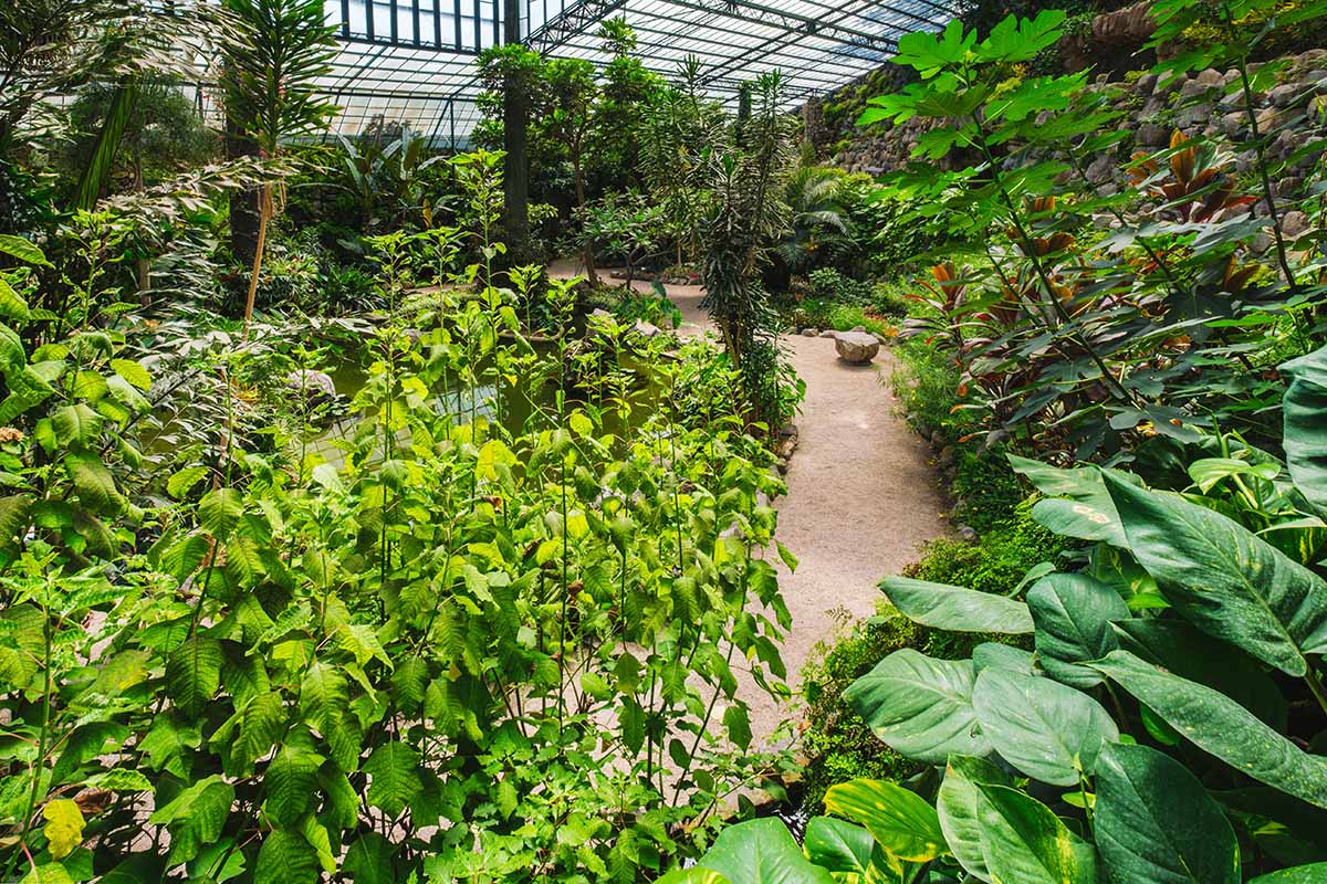 A horizontal image of the view into a large sunken greenhouse filled with a variety of different plants.