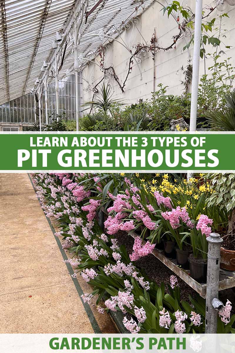 A vertical image of shelves in a large greenhouse with a wall behind them. To the center and bottom of the frame is green and white printed text.