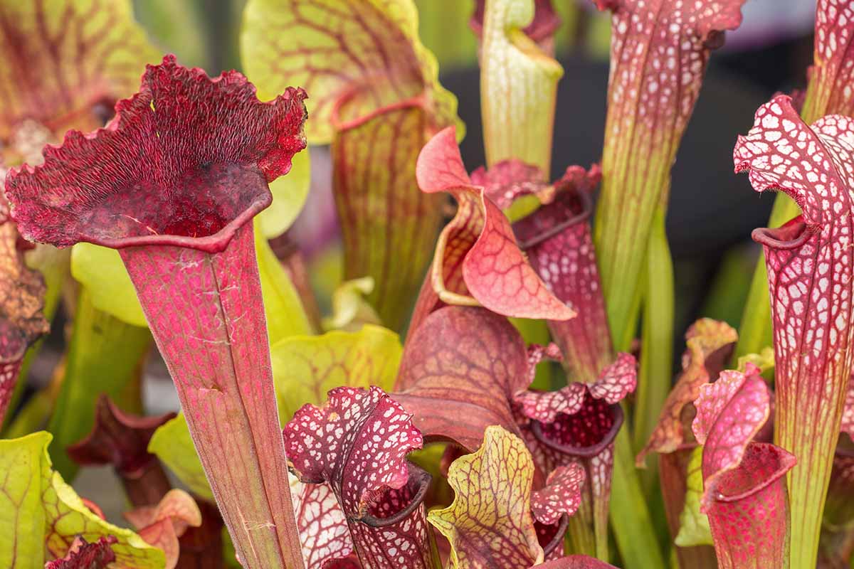 A horizontal image of the brightly colored pitchers of Sarracenia leucophylla plants growing outside.