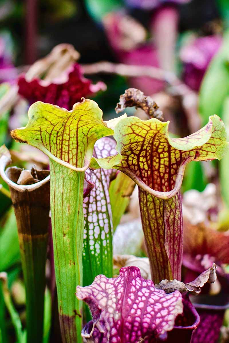 A vertical image of vibrant pitcher plants growing outdoors.