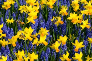 A horizontal close up shot of a grove of yellow daffodils with purple grape hyacinths growing up among the blooms.