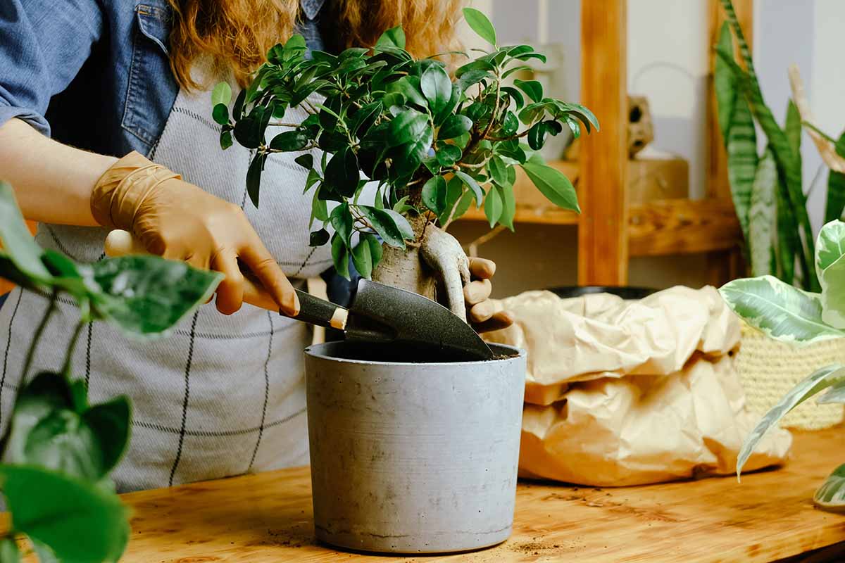 A horizontal shot of a woman gardener transplanting a ginseng fig plant into a light gray concrete pot.