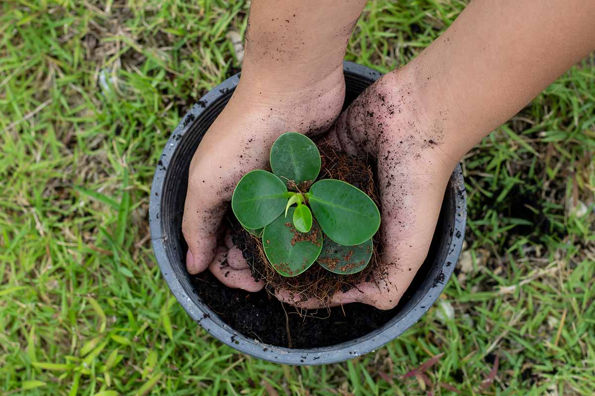 A horizontal top down shot of a little girl's hands planting a seedling into a gray pot. The pot is sitting on a grassy background.