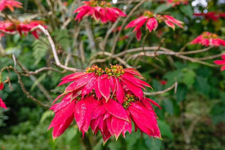 Christmas and Poinsettias: History of the Christmas Flower