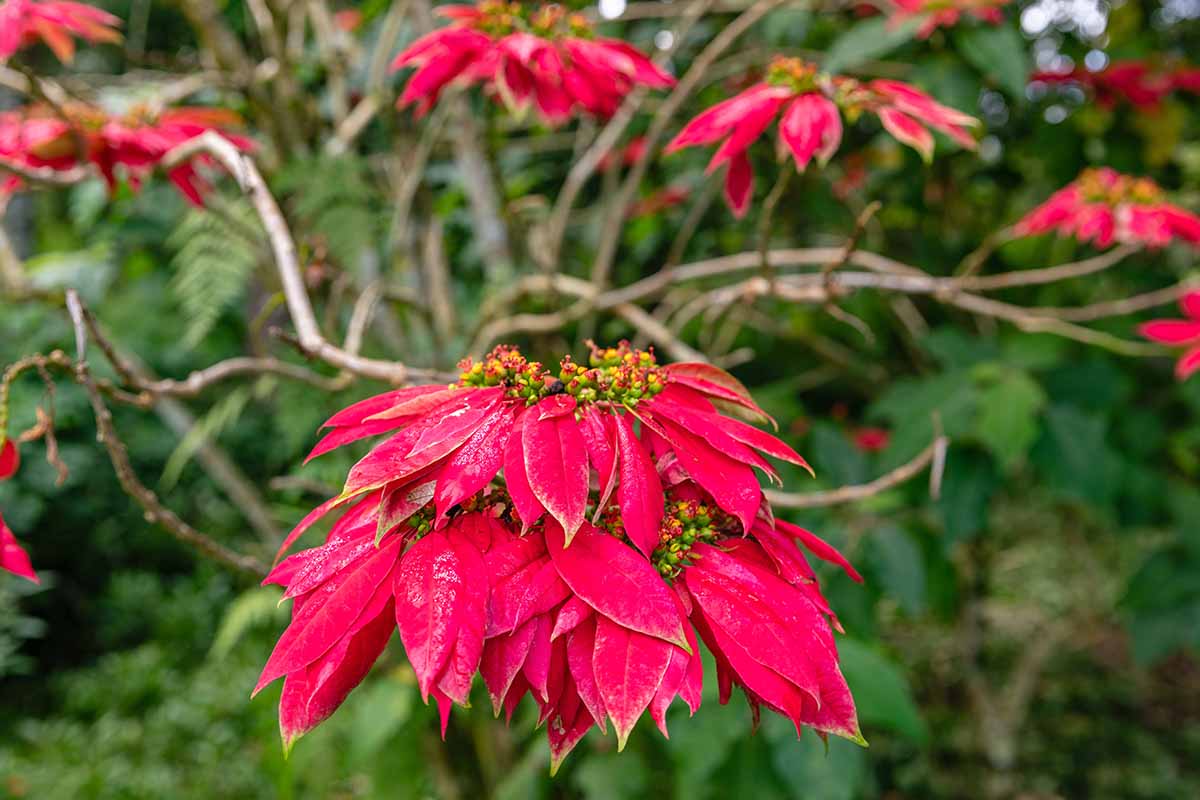A horizontal photo of a poinsettia shrub growing outdoors. In the foreground are two large branches with bright red flowers.