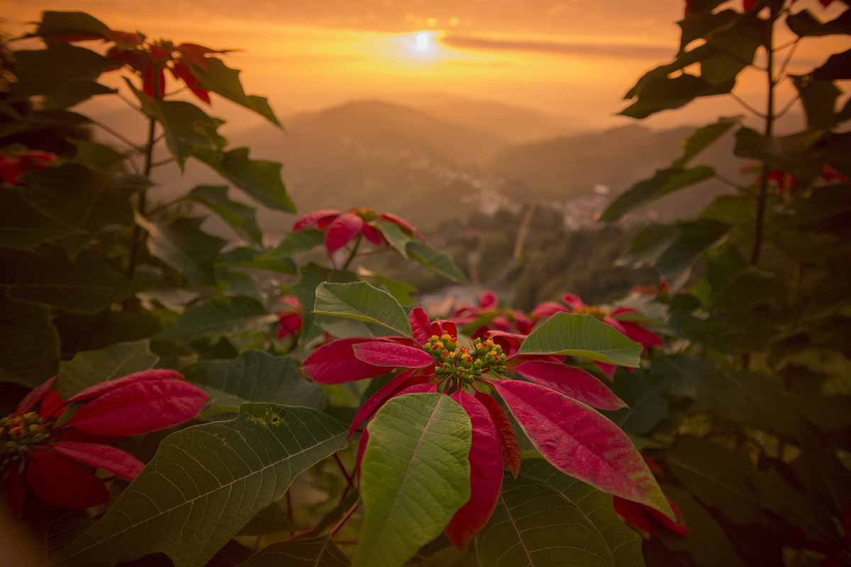 A horizontal photo with a Euphorbia pulcherrima growing outdoors in the foreground. Behind the shrub in the background is a town and mountain landscape with the sun rising above them.