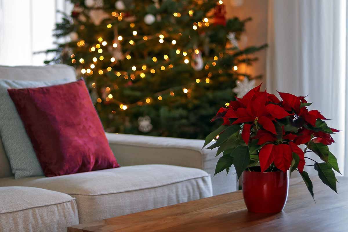 A horizontal shot of a Christmas scene with a red poinsettia plant in a red pot on the living room table.