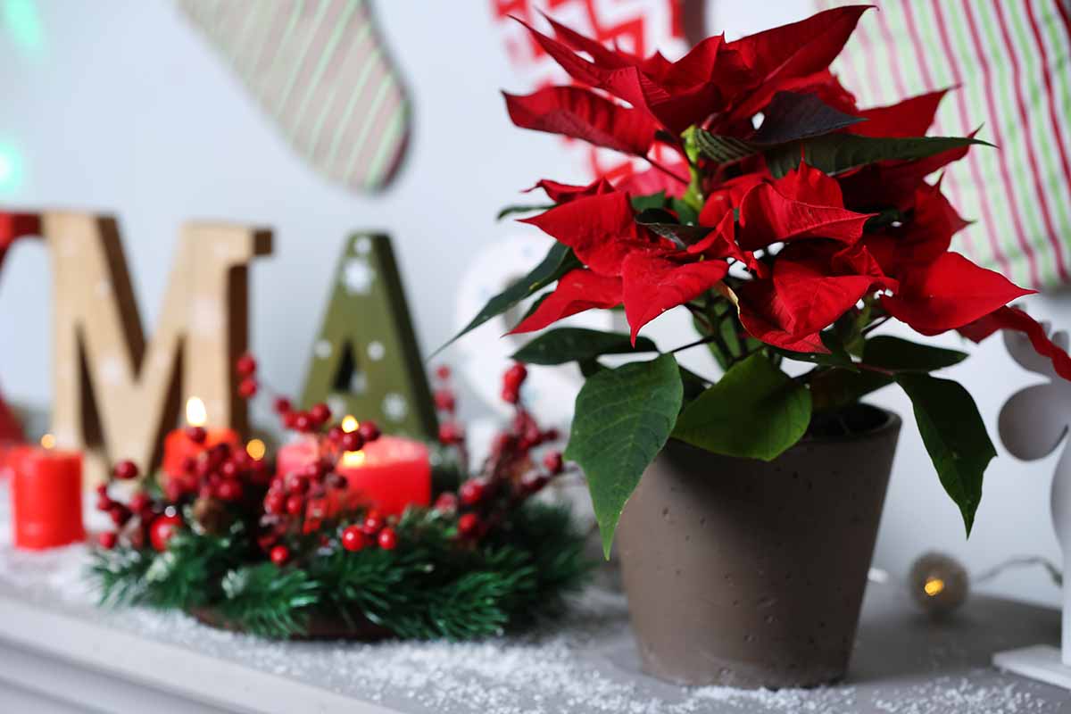 A horizontal photo with a flowering Euphorbia pulcherrima in brown pottery on a mantel surrounded by Christmas decorations.