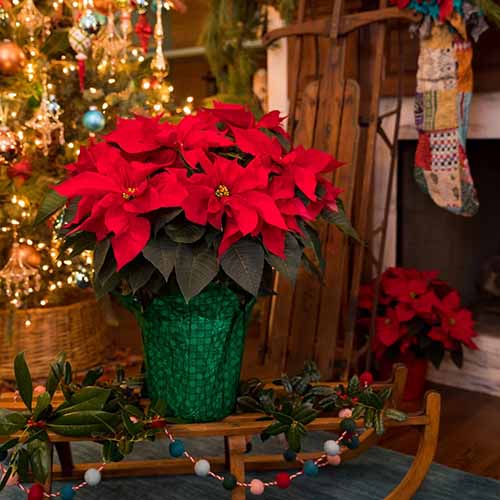 A square shot of a red poinsettia plant in a green foil wrapped pot in the middle of a Christmas scene.