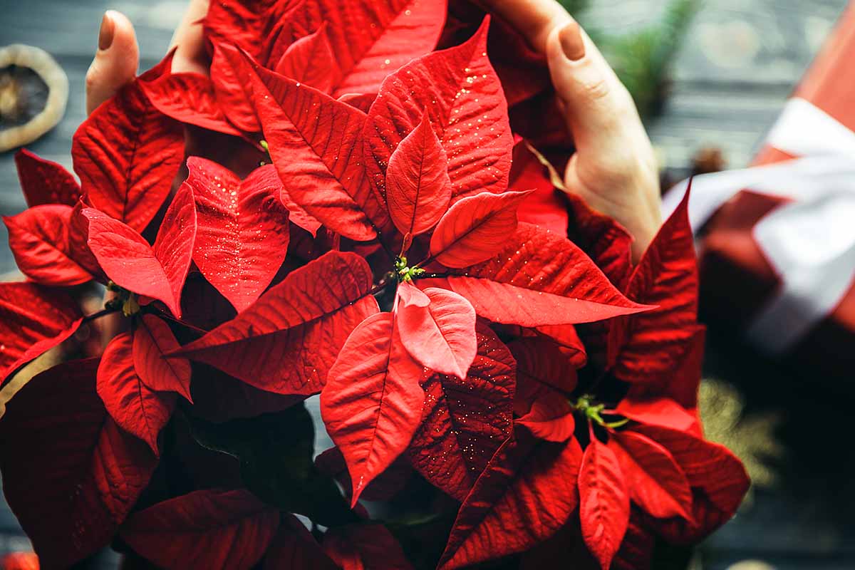 A horizontal close up of a poinsettia (Euphorbia pulcherrima) flower with a woman's hand framing the plant.