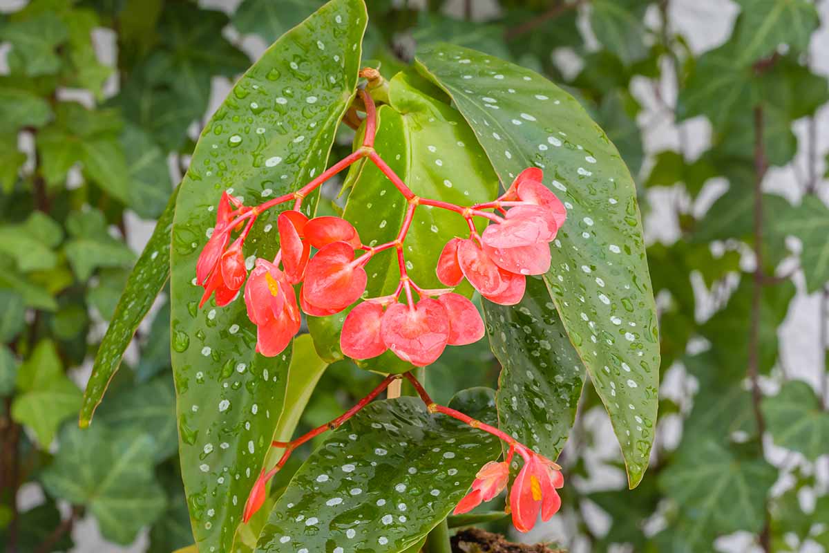 A close up horizontal image of a polka dot begonia with wing shaped leaves and light red flowers.
