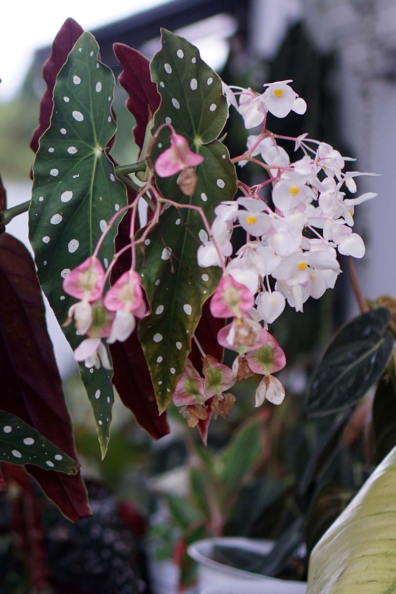 A vertical shot of a polka dot begonia plant with green leaves with white dots and pale pink flowers.