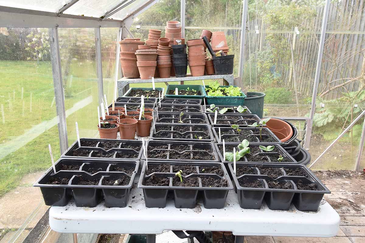 A horizontal shot of a table in a greenhouse filled with seedling trays, some with sprouts emerging. In the background are several stacks of terra cotta and black nursery pots.