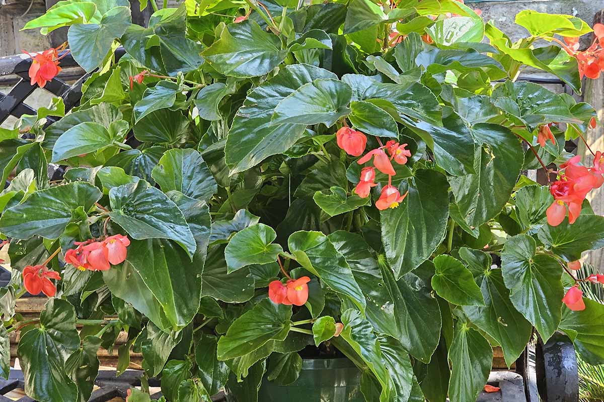 A close up horizontal image of the bright green, glossy foliage and red flowers of an angel-wing begonia growing in a pot outdoors.