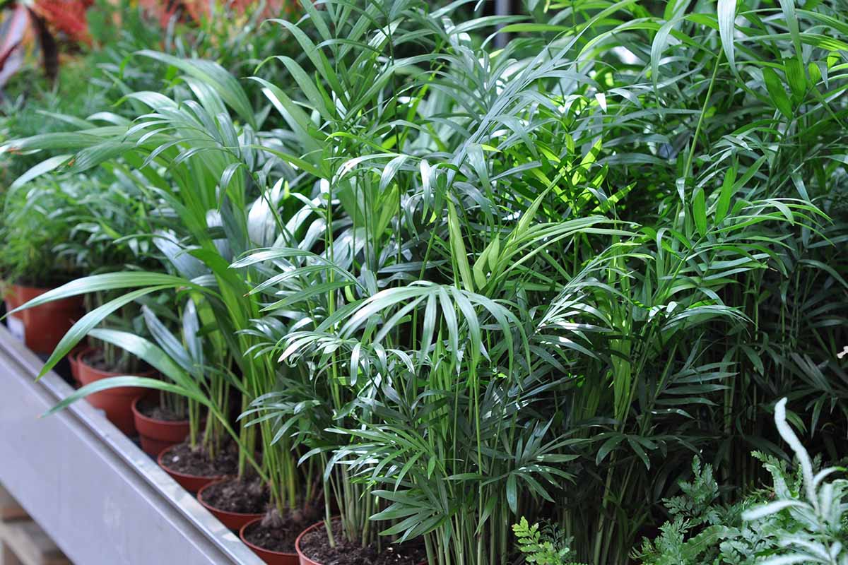 A horizontal close up of the leaves of potted bamboo palms growing among other containerized houseplants for sale in a plant shop.