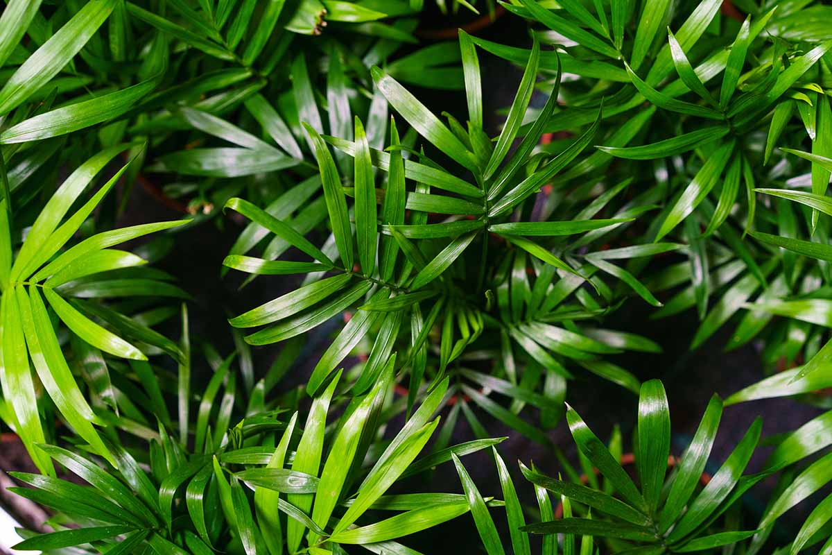 A close-up overhead image of the glossy green fronds of potted bamboo palms.