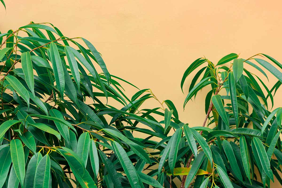 A horizontal close-up of the deep green leaves of Ficus maclellandi 'Alii' growing in front of a yellow brown stucco wall.