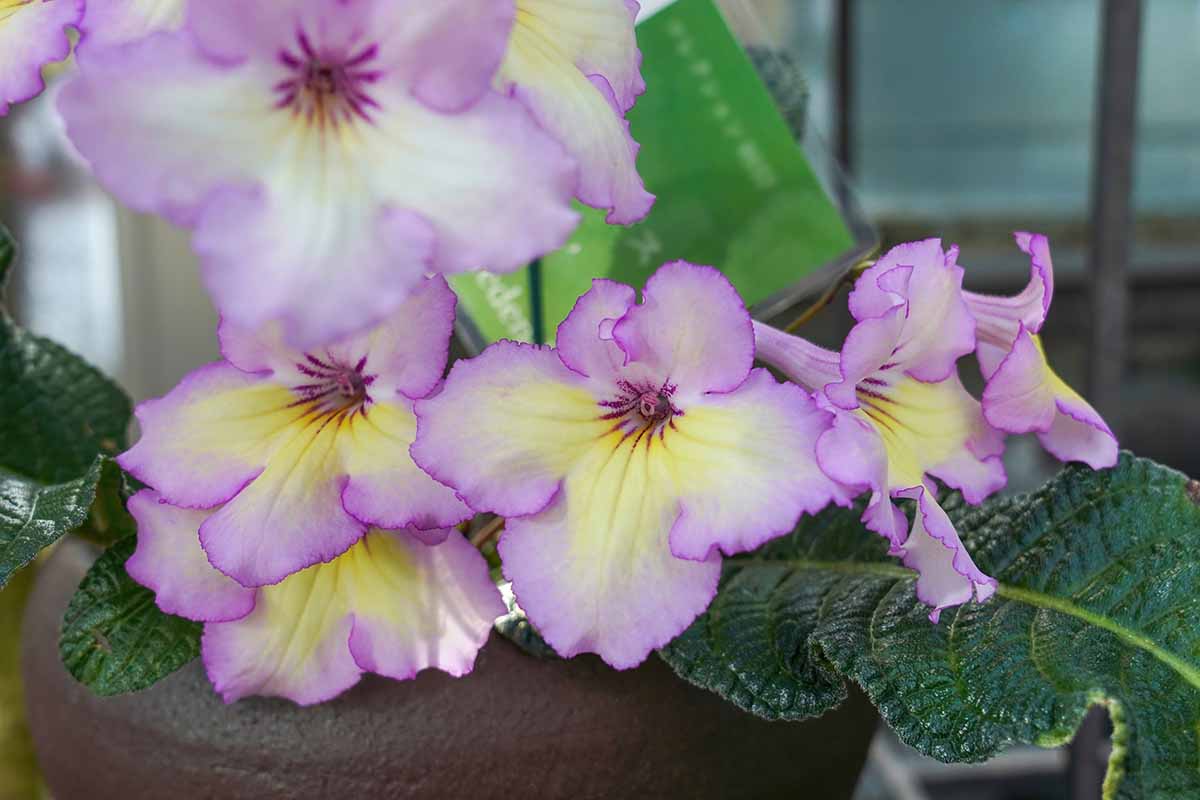 A horizontal photo of a Cape primrose flowering with blooms of purple with yellow gradation.
