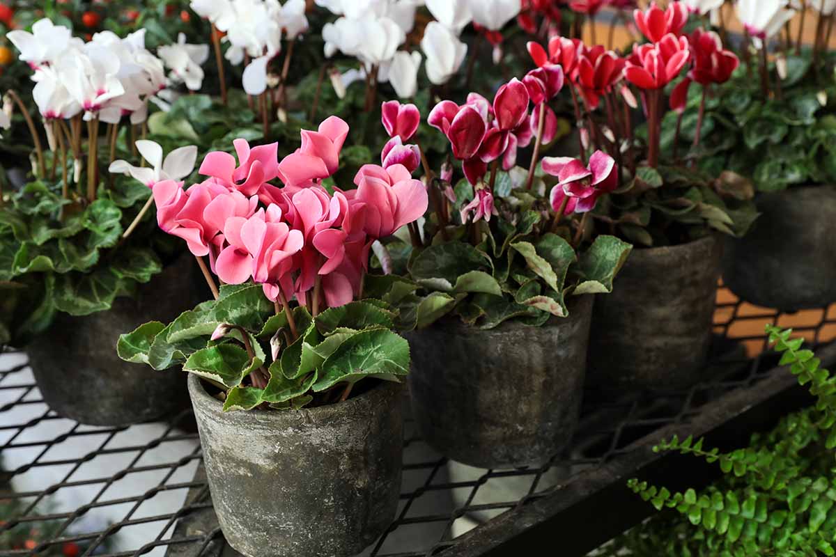 A horizontal shot of several cyclamen plants in gray stone pottery on a metal wire shelf. The plants are blooming with white and pink flowers.