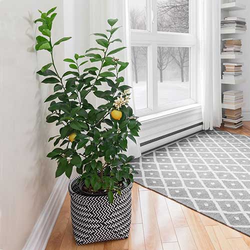 A close up square image of a small potted meyer lemon tree set on a wooden floor indoors with a winter scene out of the window in the background.
