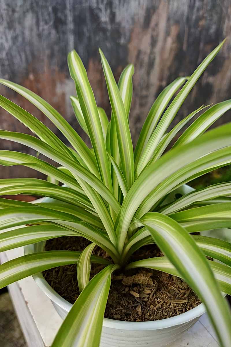 A vertical close up of the foliage of a healthy spider plant.