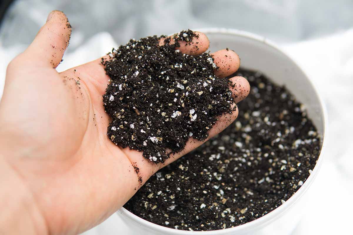 A close up horizontal image of a human hand holding a handful of potting soil scooped out of a white pot.