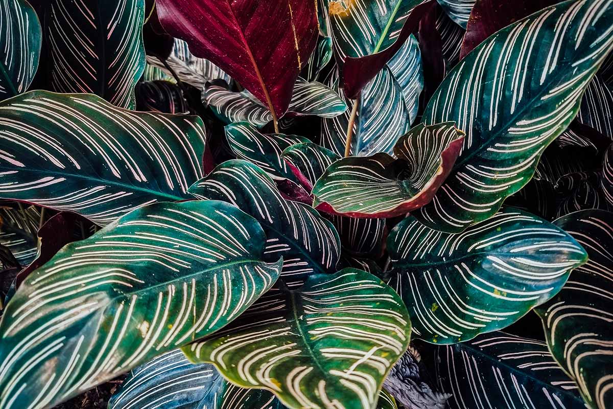 A horizontal shot of a prayer plant foliage with green and white striped leaves. A few of the leaves are showing a dark red underside.