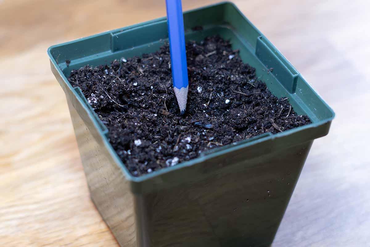 A horizontal shot of a small, square, green plastic pot with potting soil almost to the rim. In the center of the pot is a blue pencil getting ready to poke a hole in the soil.