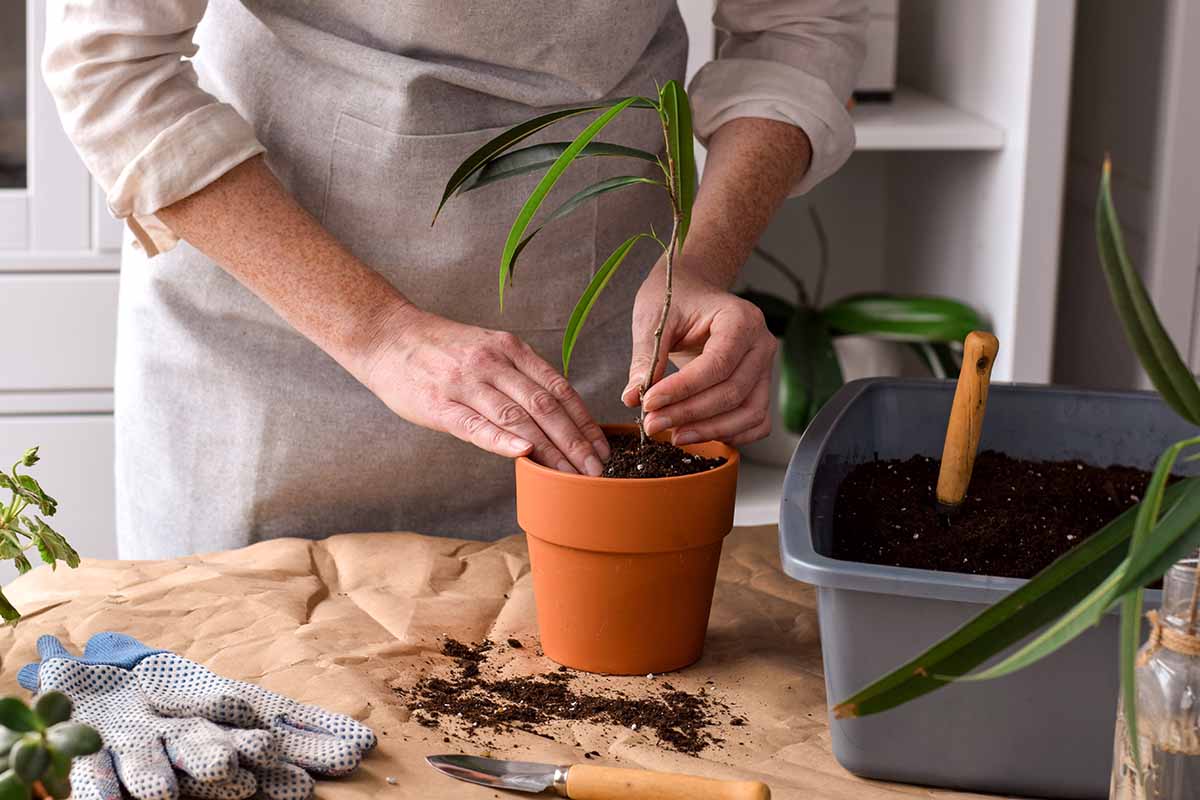 A horizontal image of a woman planting a fresh Ficus maclellandii cutting into a brown terracotta pot indoors. She's indoors, surrounded by indoor gardening paraphernalia.