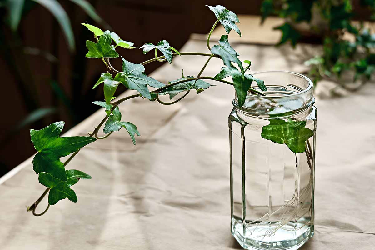 A horizontal shot of a jelly jar of water on a kraft paper lined table. In the jar are two cuttings of an ivy plant.