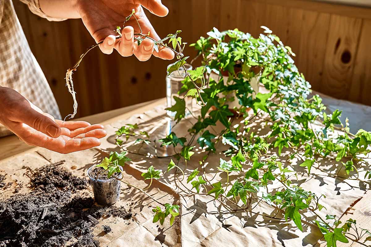 A horizontal shot of a woman's hands holding a sprig of common ivy. Several more cuttings are propagating in a transparent glass of water.