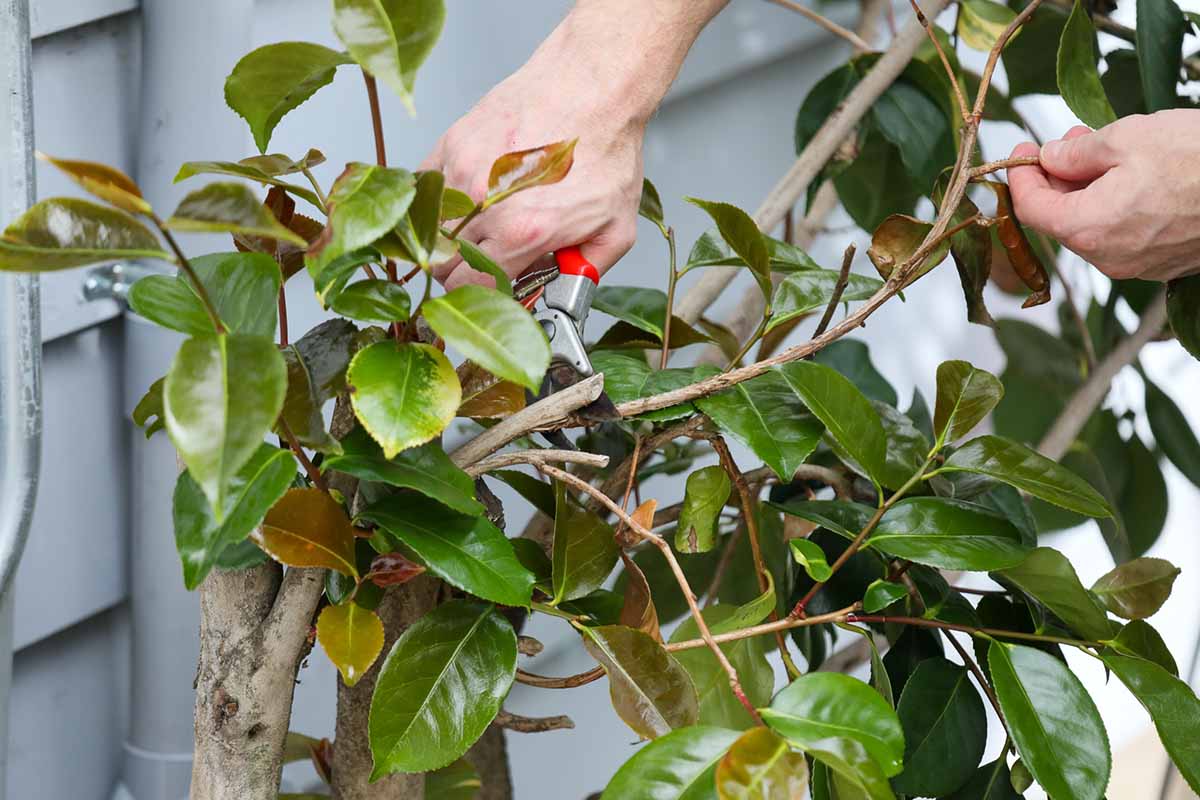 A horizontal close up of a camellia shrub with some yellowing foliage. A gardener is pruning some of the yellowed leaves off with a pair of gardening shears.