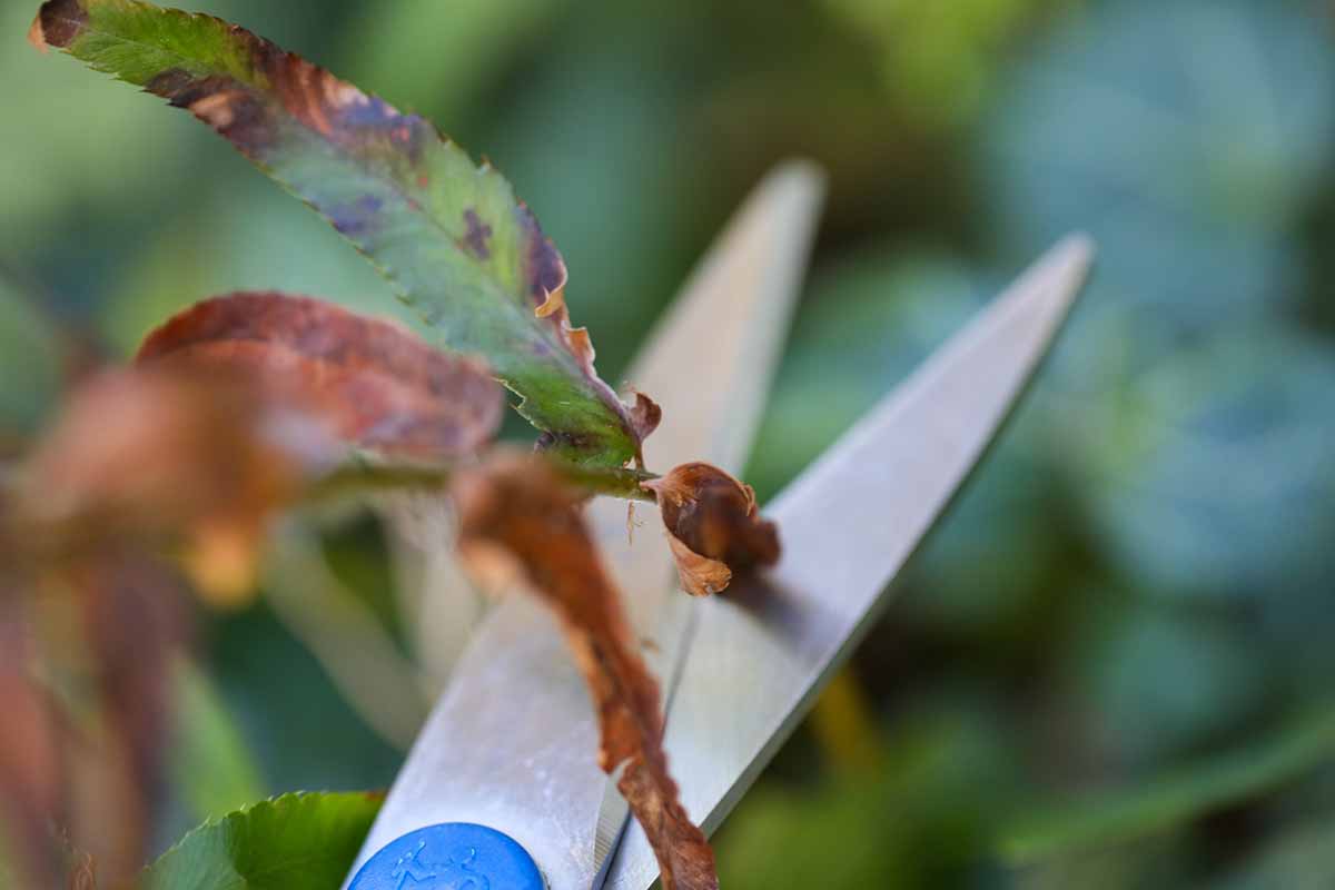 A horizontal close up of a blue handled pair of scissors snipping off the browned ends of a frond.