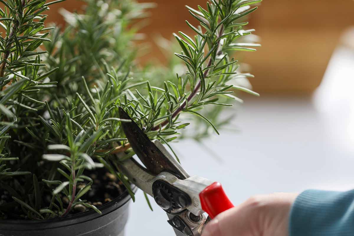A horizontal close up shot of a rosemary branch being clipped by a pair of red handled gardening shears.