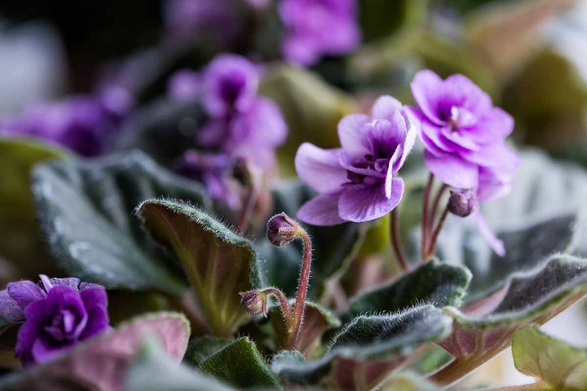 A horizontal close up of an African violet plant full of light purple blooms and the fuzzy leaves that violets are known for.