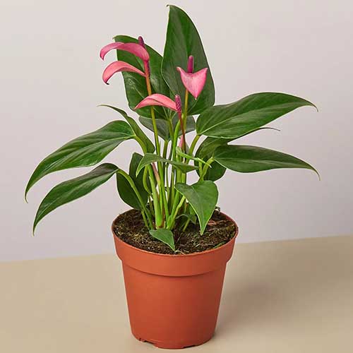 A close up square image of a small purple anthurium plant growing in a pot indoors.