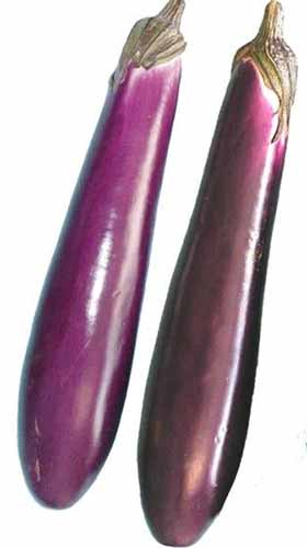 A close up of two 'Purple Shine' eggplants isolated on a white background.