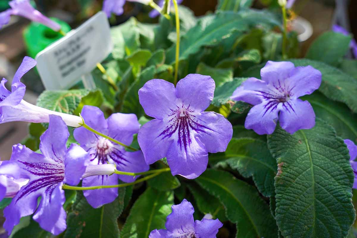 A close up horizontal shot of four violet colored Streptocarpus blooms surrounded by green foliage.