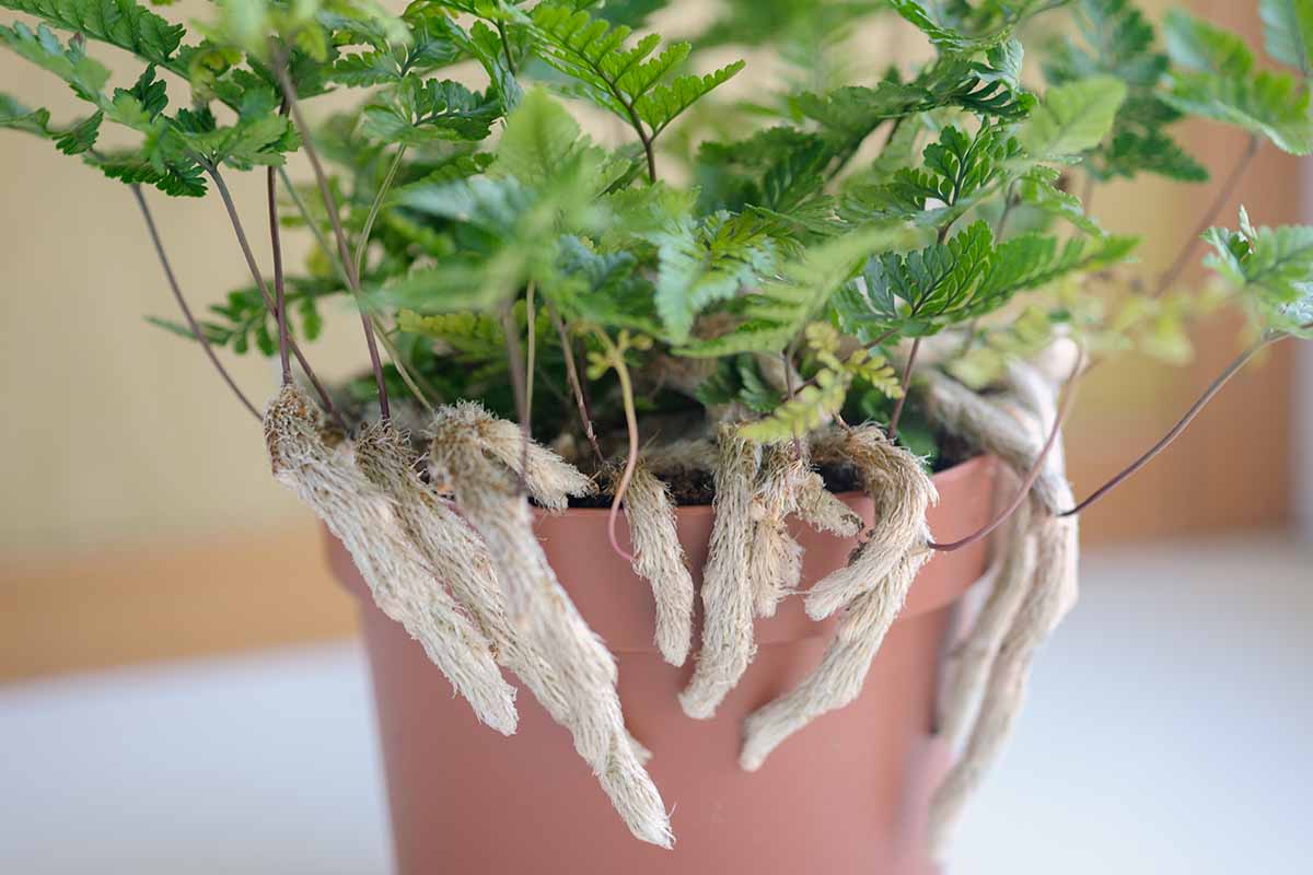 A horizontal close up of a rabbit's foot fern growing out of a terra cotta pot. The roots are growing out and over the lip of the pot.
