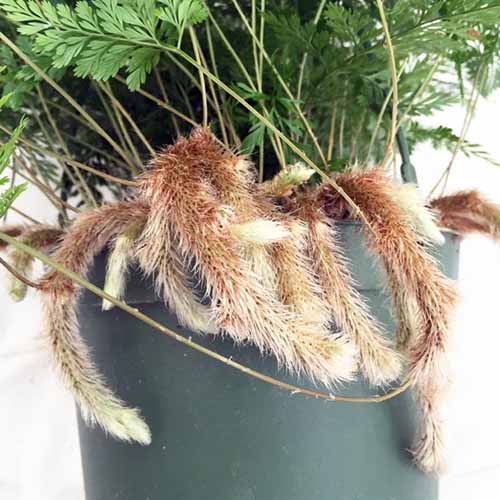 A square shot of the roots of a rabbit's foot fern in a dark green nursery pot.