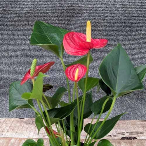 A square photo of a red anthurium plant with three red blooms.