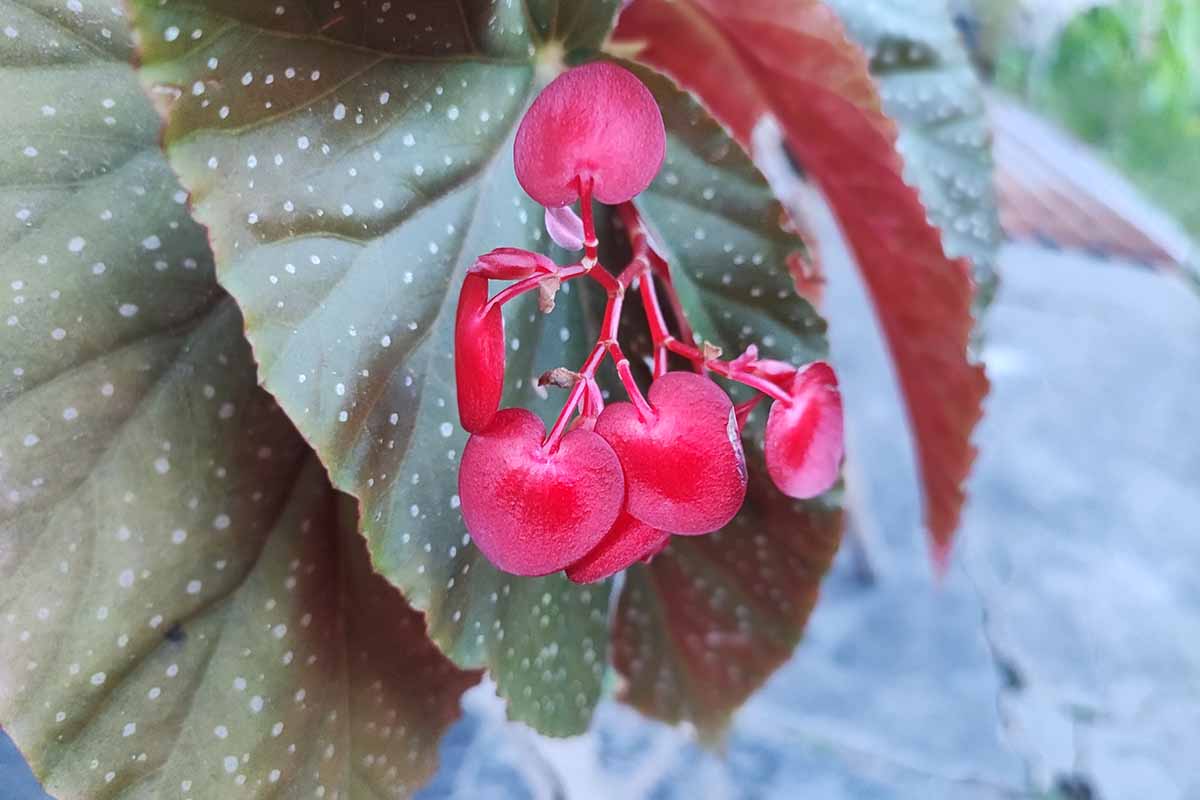 A close up horizontal image of the bright red flowers and spotted foliage of Begonia coccinea growing in a pot outdoors.