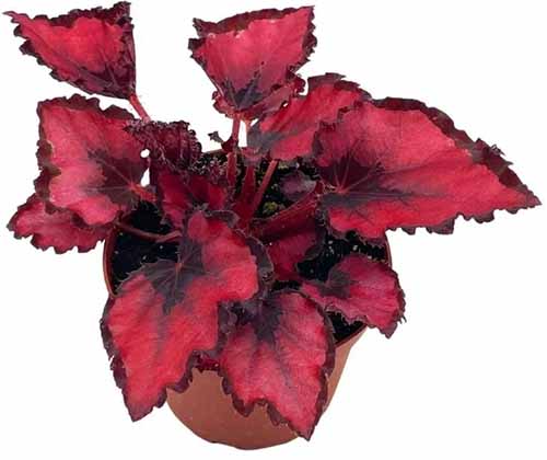 A close up of a 'Red Robin' rex begonia isolated on a white background.